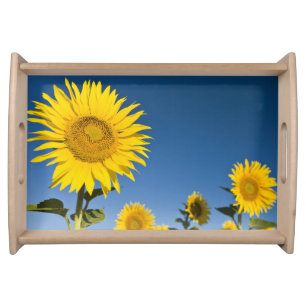 France, Provence, Valensole. Sunflowers stand Serving Tray