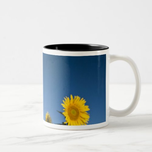France Provence Valensole Sunflowers stand Two_Tone Coffee Mug