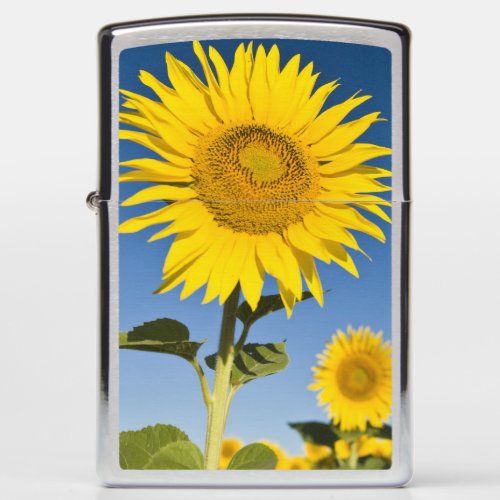 France Provence Valensole Sunflowers stand Zippo Lighter