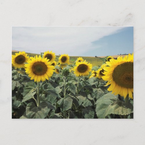 France Provence View of sunflowers field Postcard