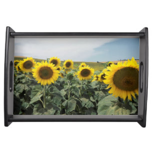 France Provence, View of sunflowers field Serving Tray