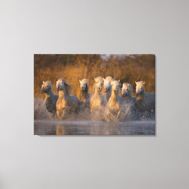 France, Provence. White Camargue horses Canvas Print (Front)