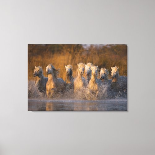 France Provence White Camargue horses Canvas Print