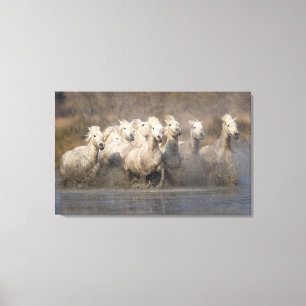 France, Provence. White Camargue horses running Canvas Print