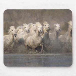 France, Provence. White Camargue horses running Mouse Pad
