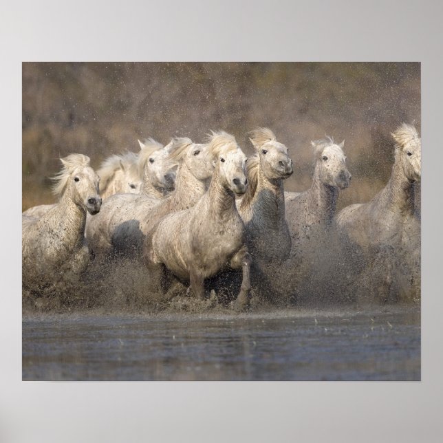 France, Provence. White Camargue horses running Poster (Front)