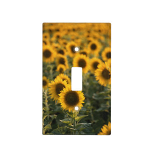 France, Vaucluse, sunflowers field Light Switch Cover