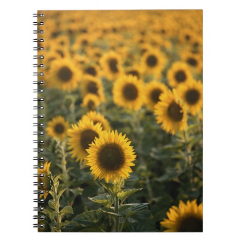 France Vaucluse sunflowers field Notebook