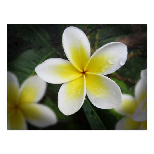 Frangipani And Raindrops Postcard