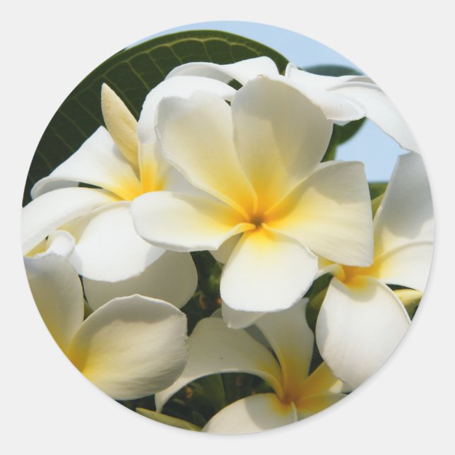 Frangipani Bliss Classic Round Sticker (Front)