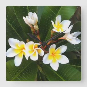 Frangipani Blossom Cluster Artistic Style Square Wall Clock