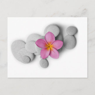 Frangipani Calm Postcard