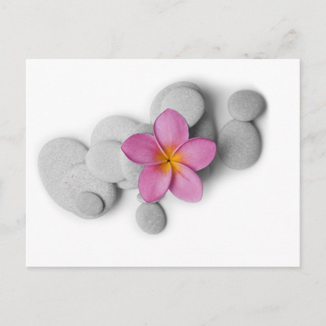 Frangipani Calm Postcard (Front)
