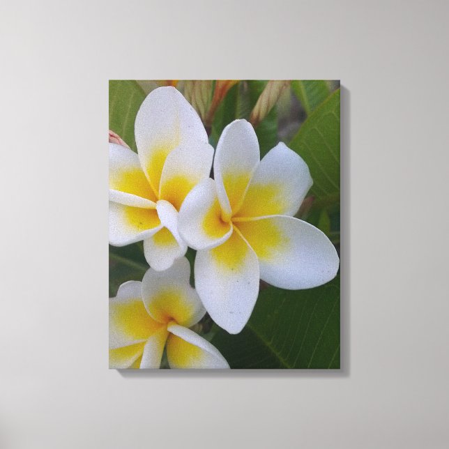 Frangipani Canvas (Front)