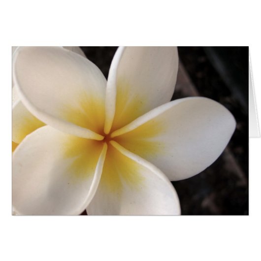 Frangipani Cards (Front Horizontal)