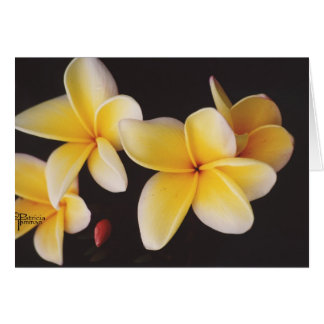 Frangipani Cards