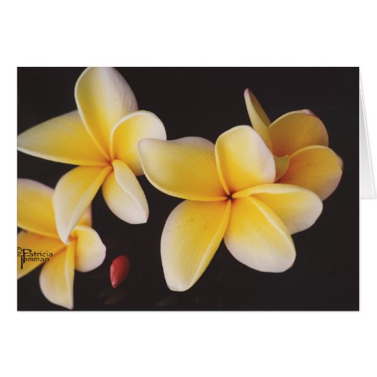 Frangipani Cards (Front Horizontal)