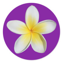 Frangipani
