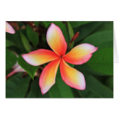 Frangipani flower (Front Horizontal)