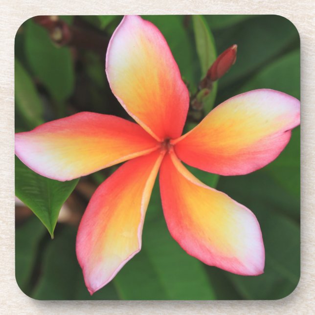 Frangipani flower beverage coaster (Front)