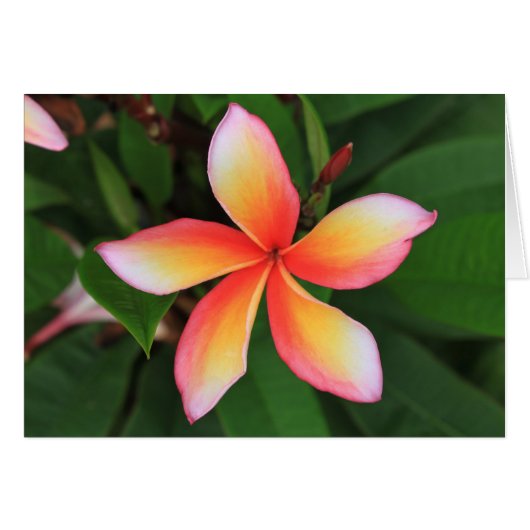 Frangipani flower cards (Front Horizontal)