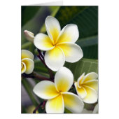 Frangipani flower Cook Islands (Front)