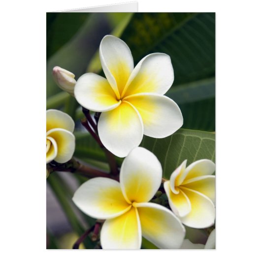 Frangipani flower Cook Islands (Front)