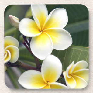 Frangipani flower Cook Islands Coaster