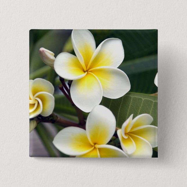 Frangipani flower Cook Islands Pinback Button (Front)