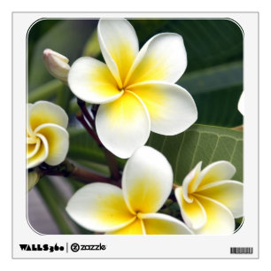 Frangipani flower Cook Islands Wall Sticker