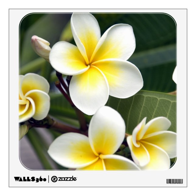 Frangipani flower Cook Islands Wall Sticker (Front)