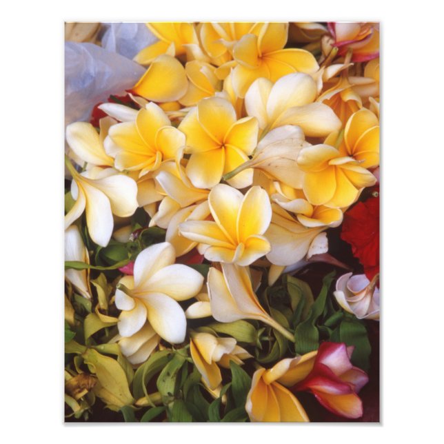 Frangipani flower Photo Print (Front)