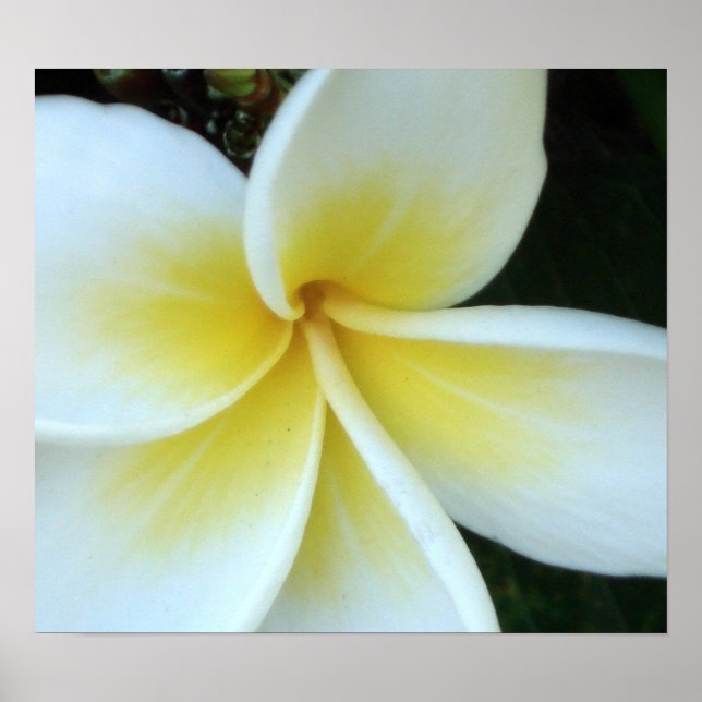 Frangipani flower poster (Front)