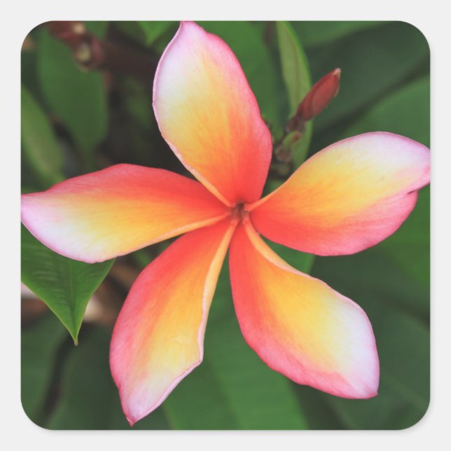 Frangipani flower square sticker (Front)