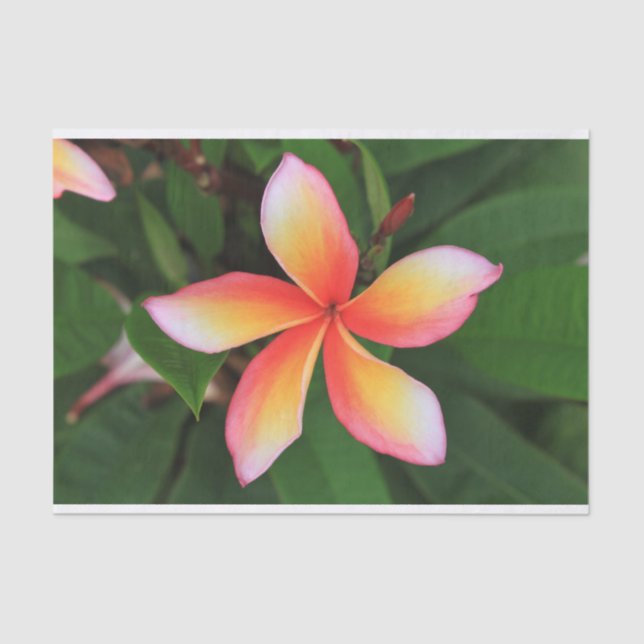 Frangipani flower tissue paper (Front)