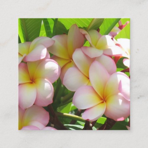 Frangipani flowers photography square business card