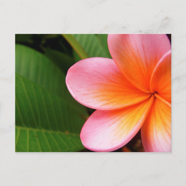 Frangipani I Postcard (Front)