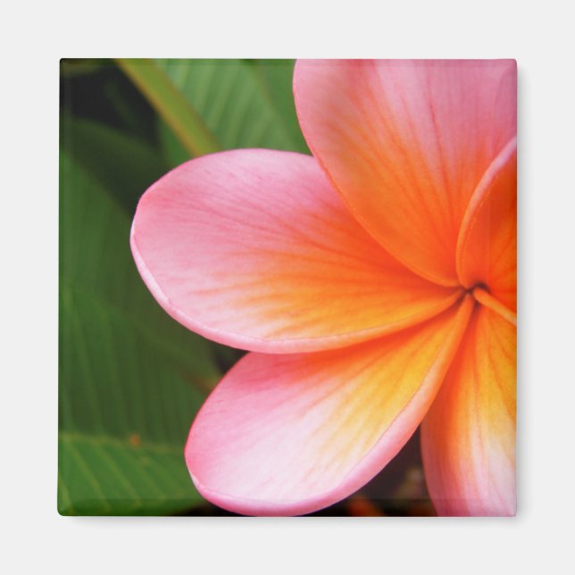 Frangipani Magnet (Front)