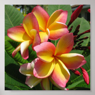 Frangipani Photo Print, Value Poster Paper (Matte)