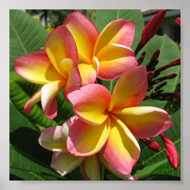 Frangipani Photo Print, Value Poster Paper (Matte) (Front)