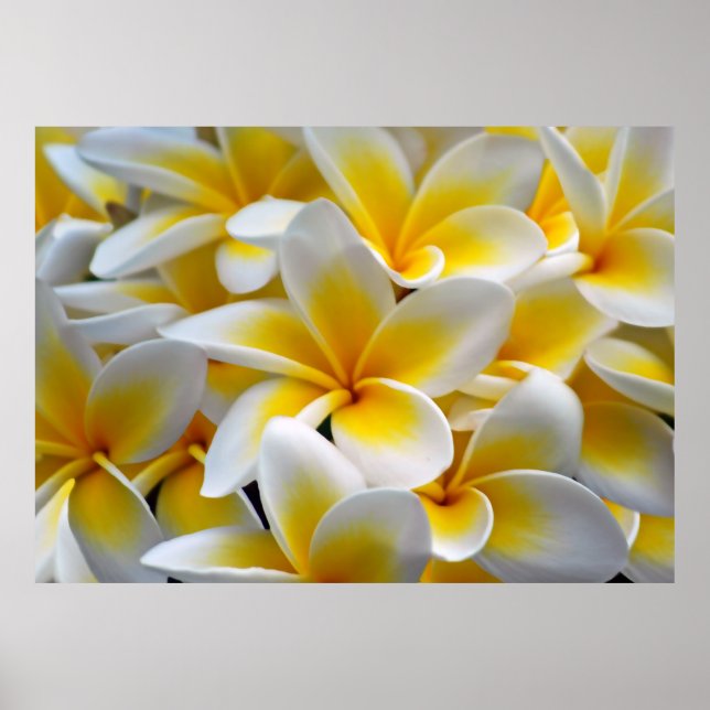 Frangipani Plumeria Flower Photo Poster (Front)