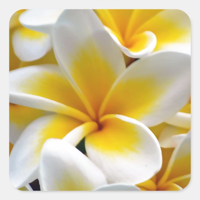 Frangipani Plumeria Flower Photo Square Sticker (Front)