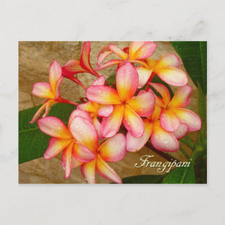 Frangipani Postcard