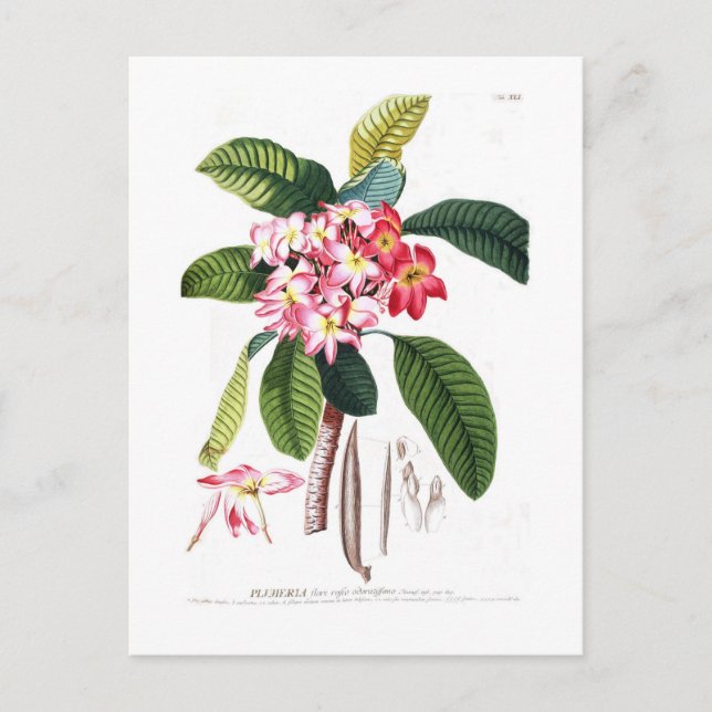 Frangipani Postcard (Front)