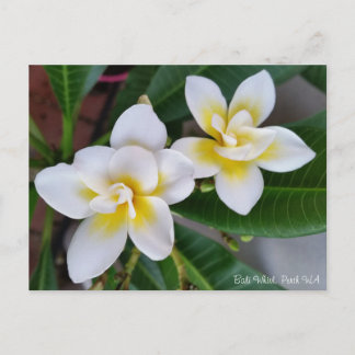 Frangipani Postcard - Bali Whirl