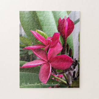 Frangipani Puzzle: Hilo Beauty Jigsaw Puzzle