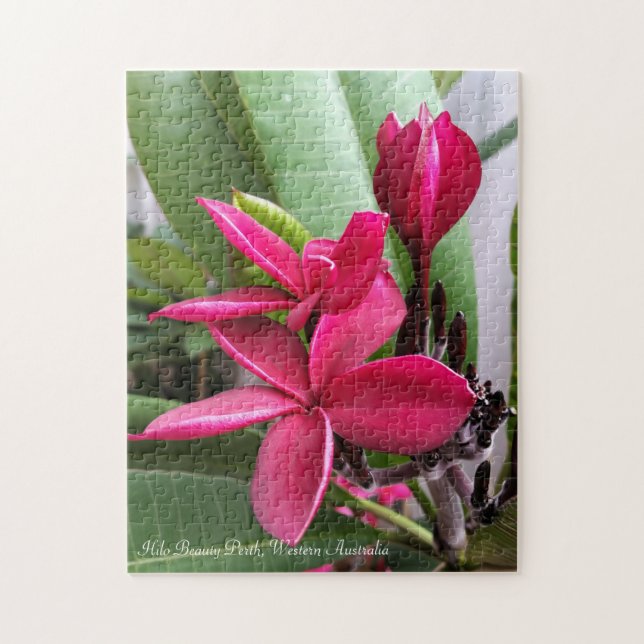 Frangipani Puzzle: Hilo Beauty Jigsaw Puzzle (Vertical)