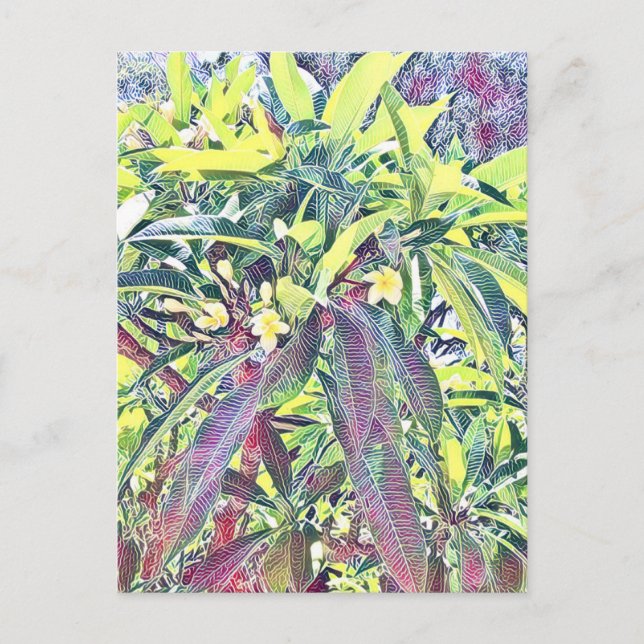 Frangipani Tree Cairns Australia tropical Postcard (Front)