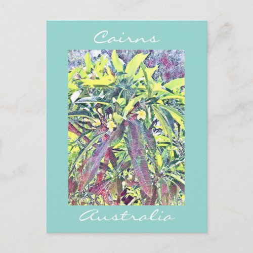 Frangipani Tree Cairns Australia tropical Postcard