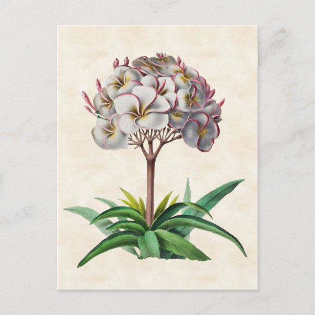 Frangipani Vintage Botanical Postcard (Front)